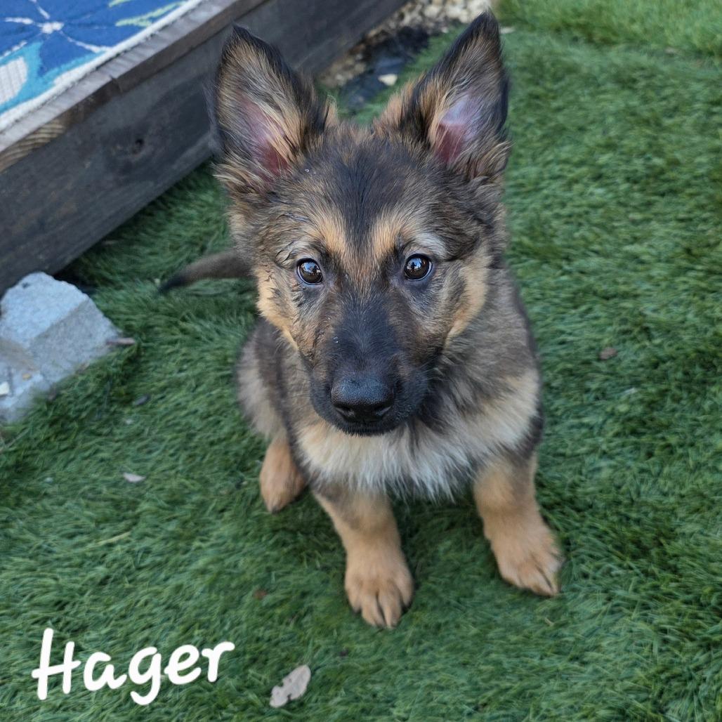 Enlarge Hager DD, an adopted German Shepherd Dog in Wheeling, WV image 1/5