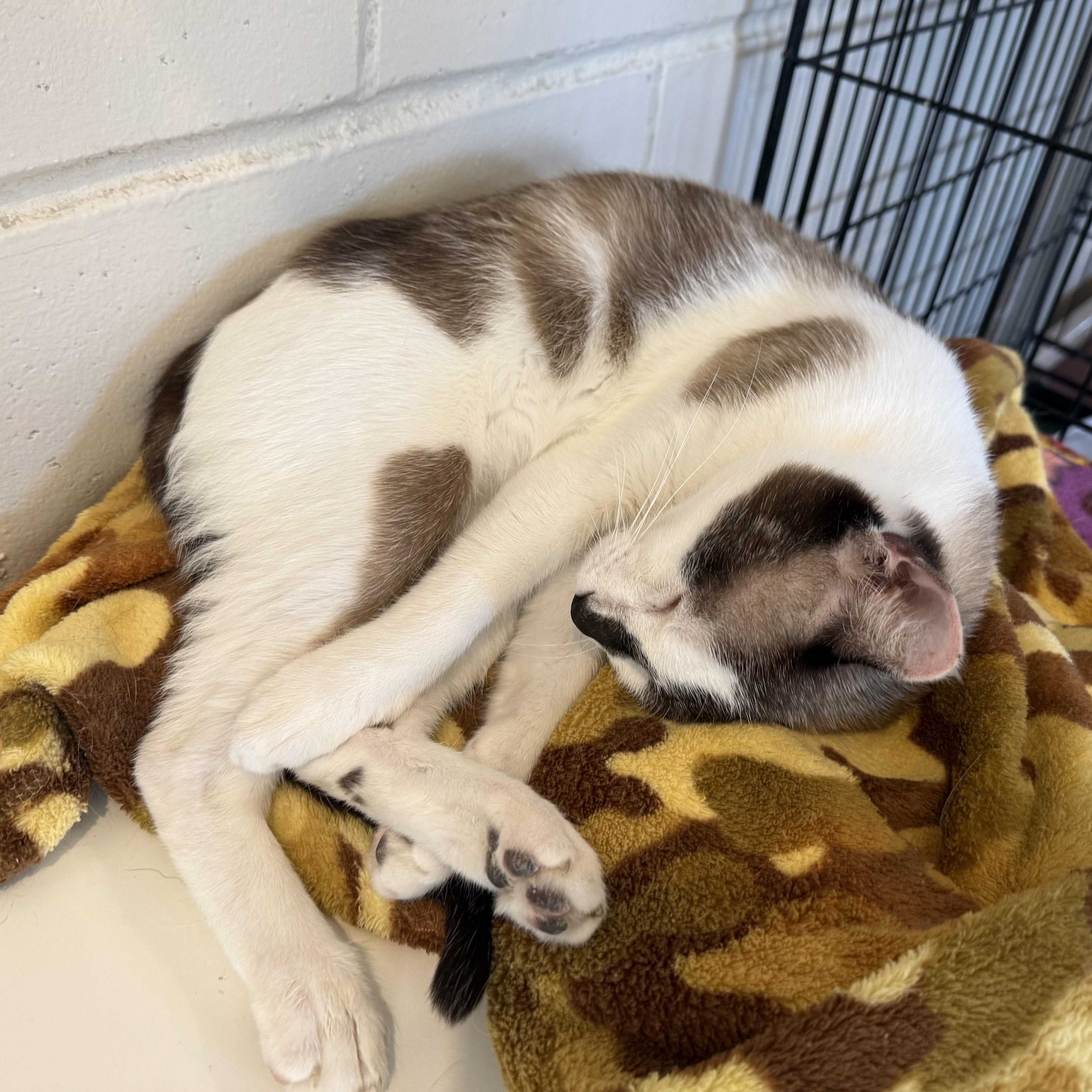 PATRICK, an adoptable mixed breed in La Crescent, MN image 5/5