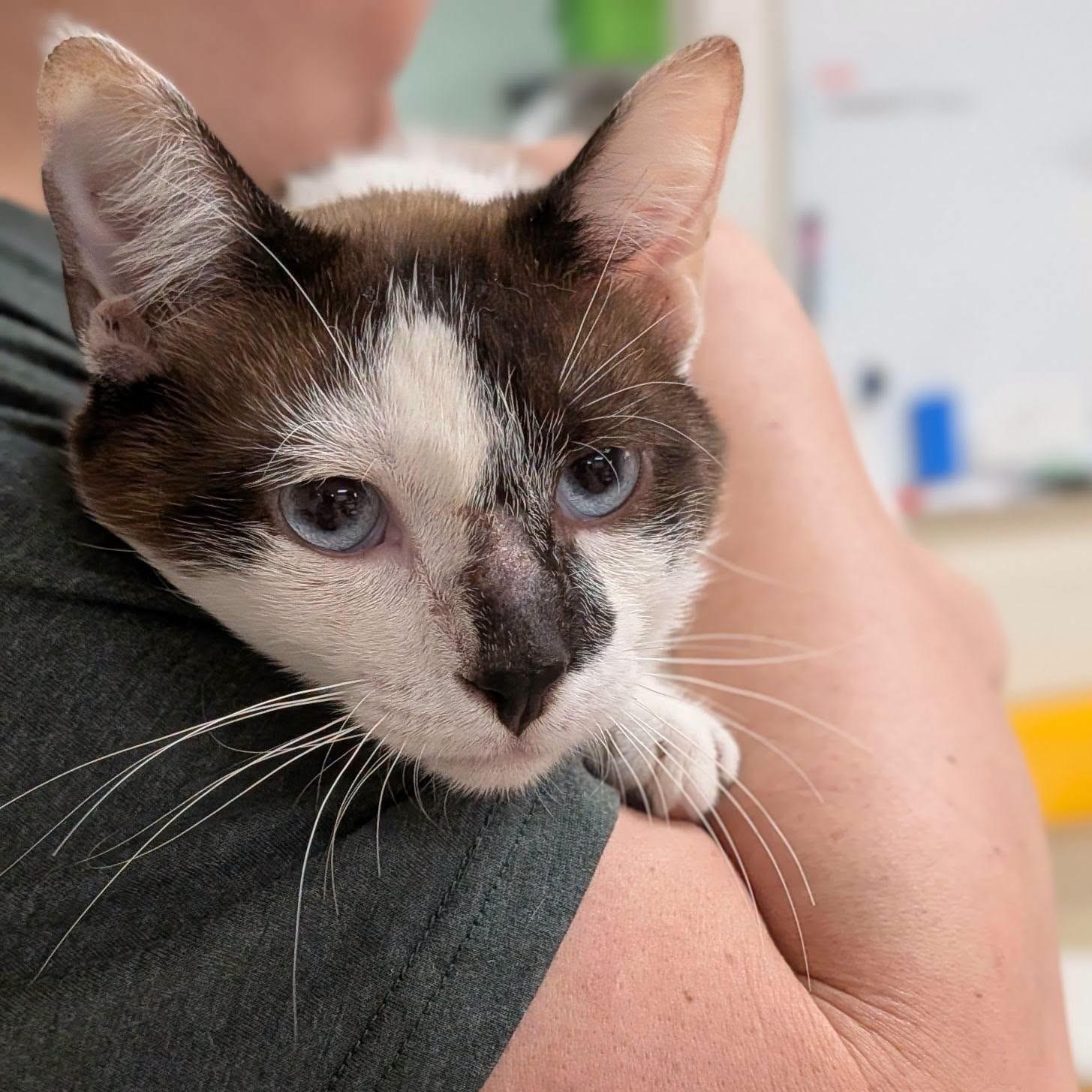 PATRICK, an adoptable mixed breed in La Crescent, MN image 3/5