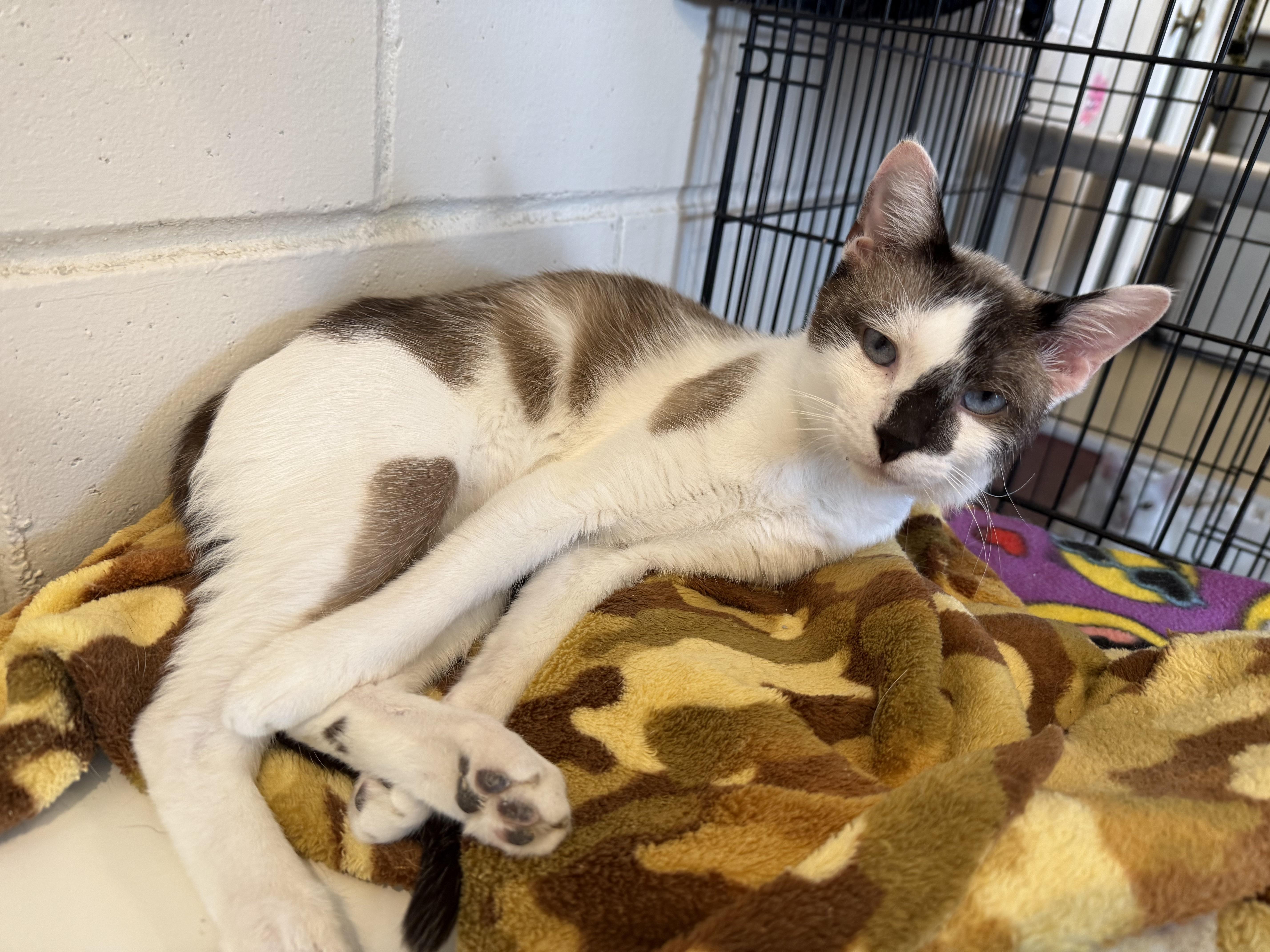 PATRICK, adoptable, Young Male Domestic Short Hair & Snowshoe.