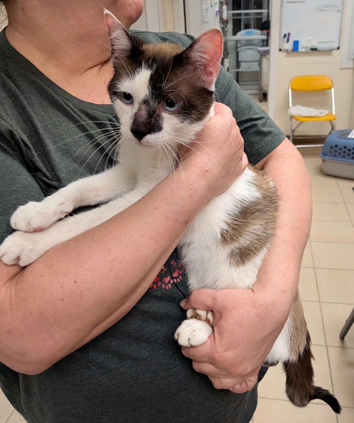 PATRICK, an adoptable mixed breed in La Crescent, MN image 4/5