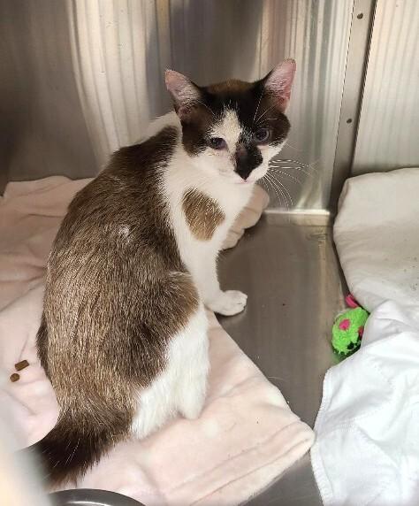 PATRICK, an adoptable mixed breed in La Crescent, MN image 2/5