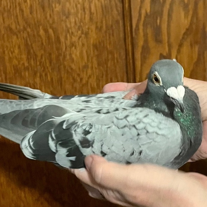 Enlarge Tova, a Adoptable Pigeon in Chicago, IL image 2/5
