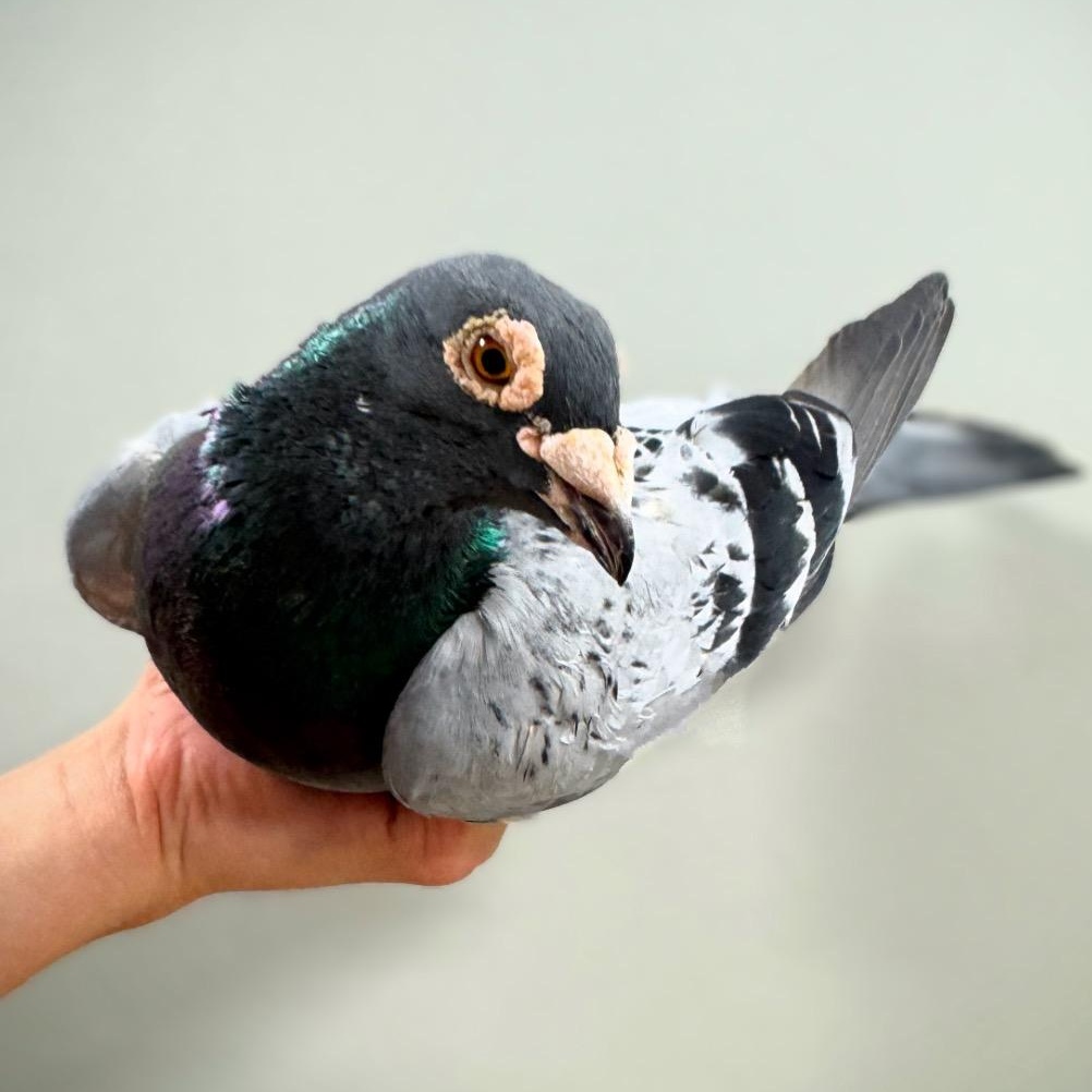 Tova, Adoptable, Senior Unknown Pigeon.