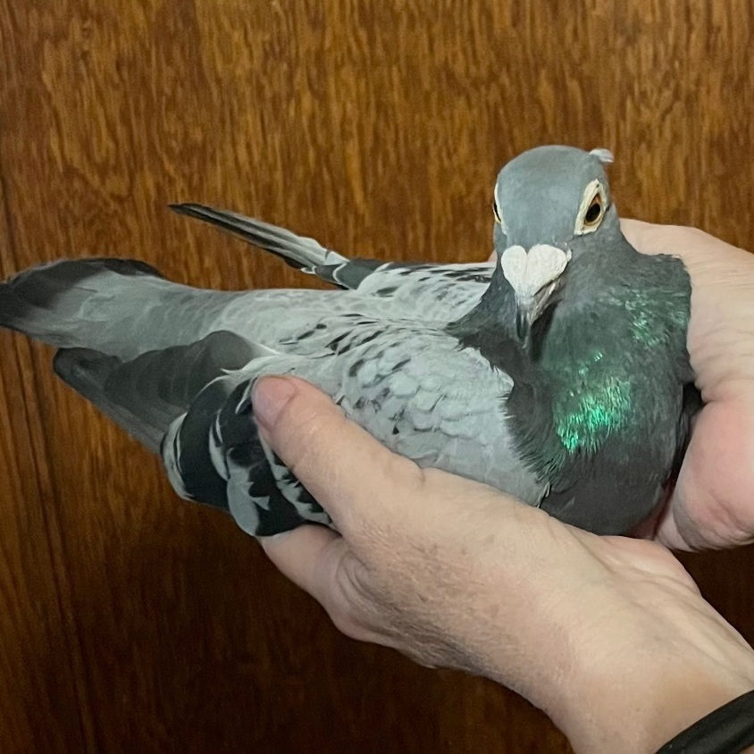 Enlarge Tova, a Adoptable Pigeon in Chicago, IL image 4/5