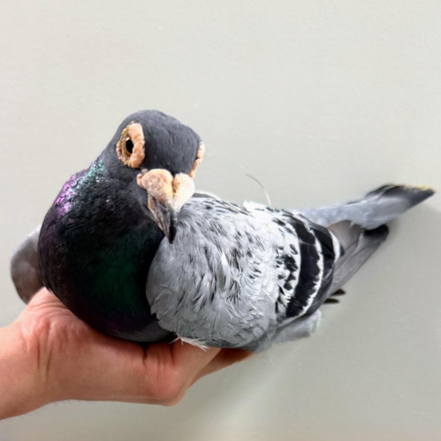 Enlarge Tova, a Adoptable Pigeon in Chicago, IL image 5/5