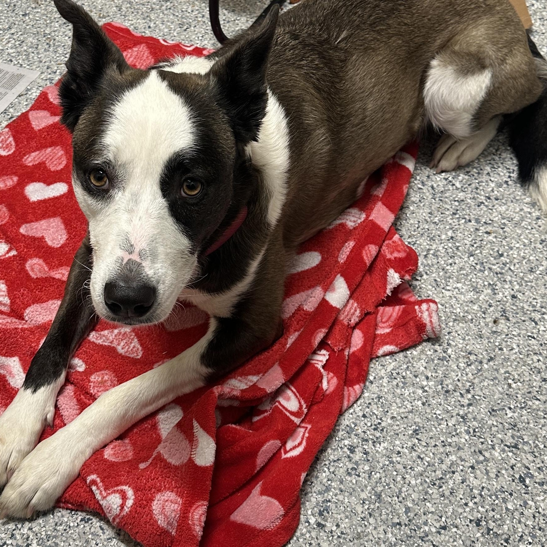 Enlarge Daphne, an adoptable mixed breed in Converse, TX image 3/3
