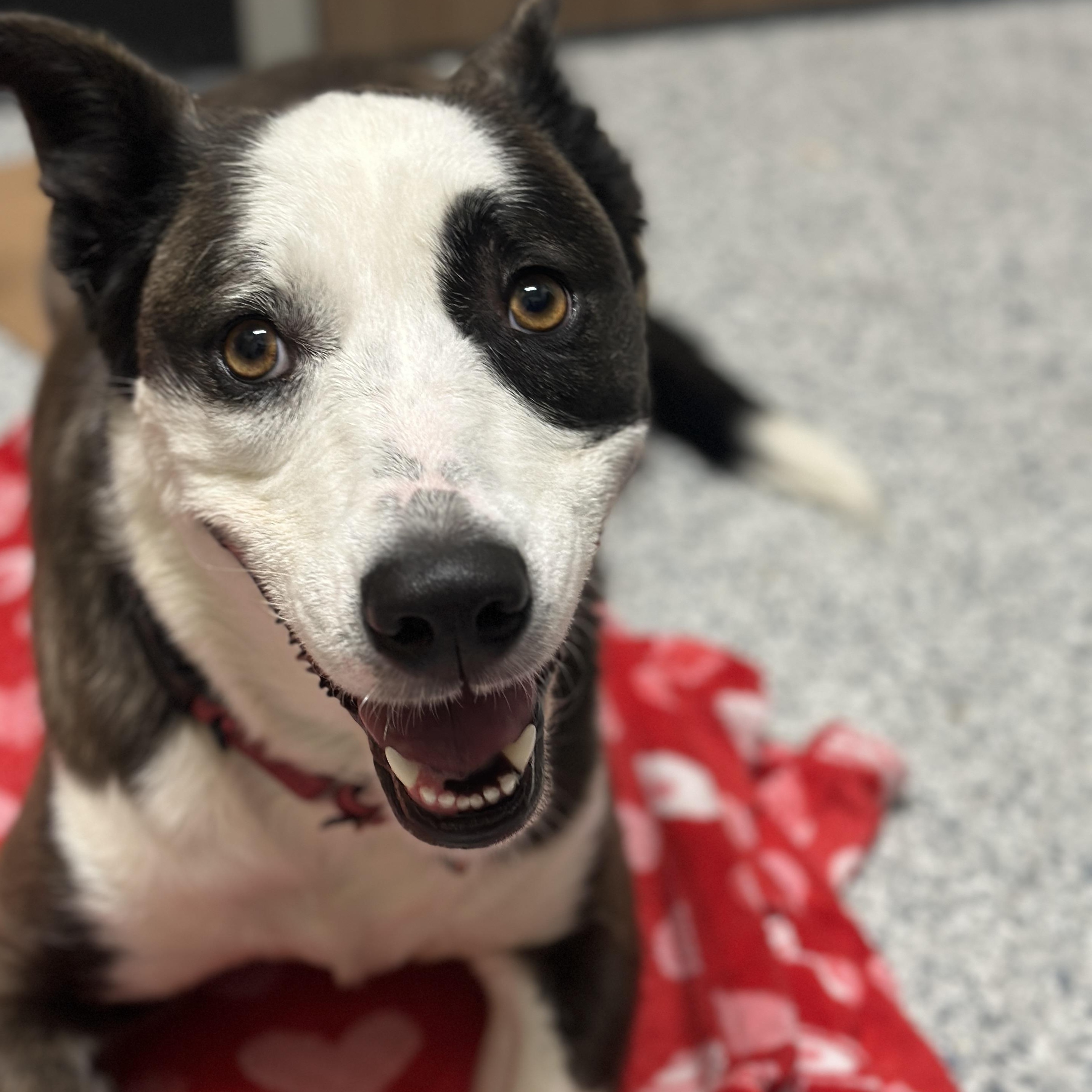 Daphne, adoptable, Adult Female Shepherd.
