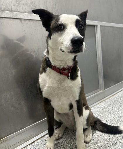 Enlarge Daphne, an adoptable mixed breed in Converse, TX image 2/3