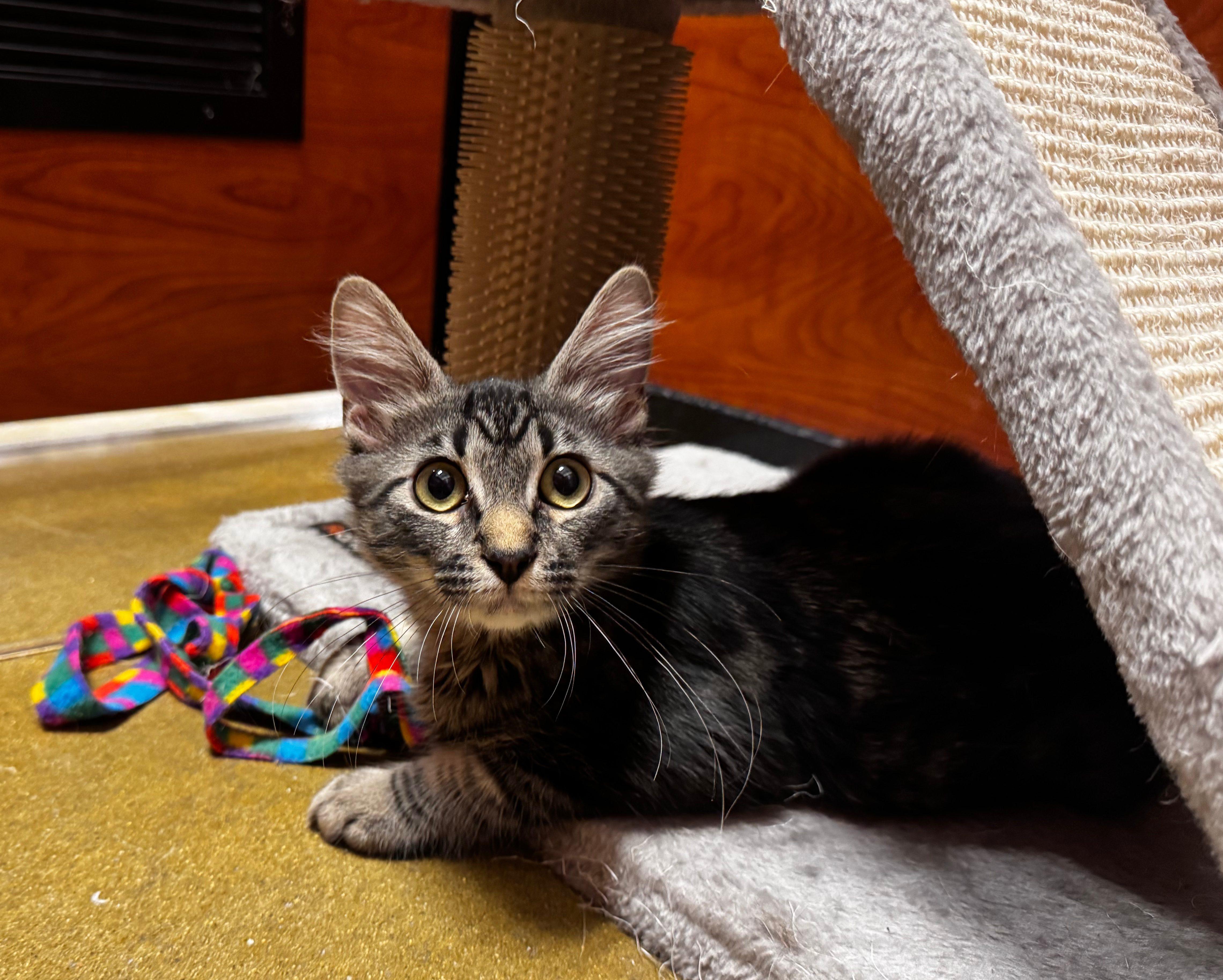 Beatle, Adopted, Kitten Male Domestic Medium Hair.