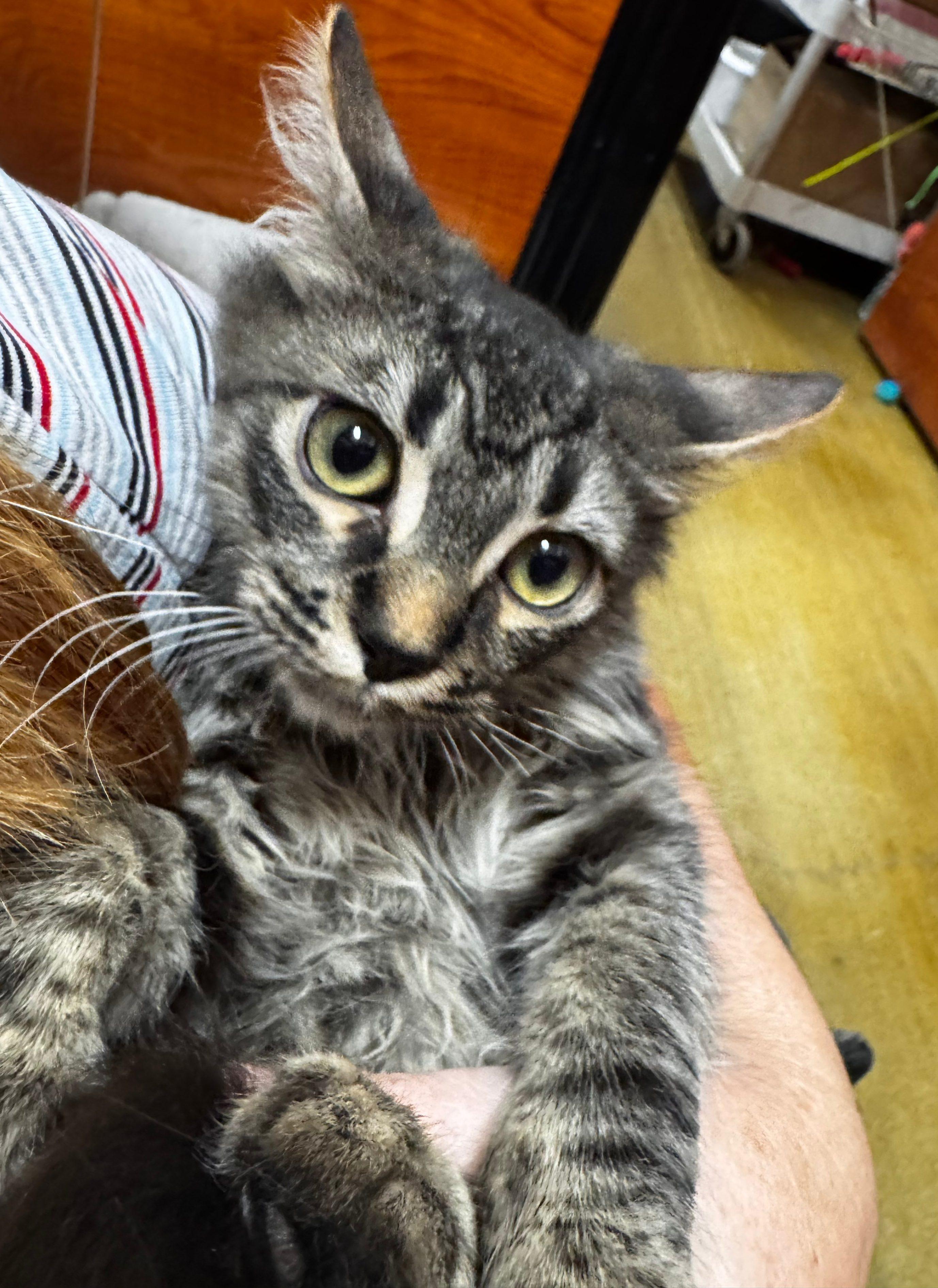 Beatle, a Adopted Domestic Medium Hair in Tucson, AZ image 2/4