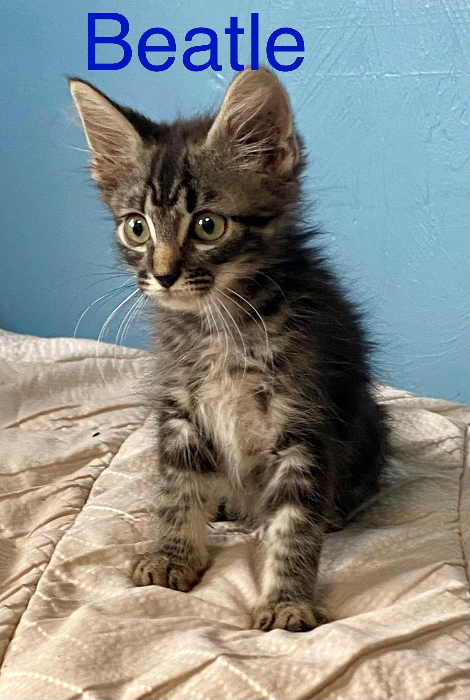 Beatle, a Adopted Domestic Medium Hair in Tucson, AZ image 3/4