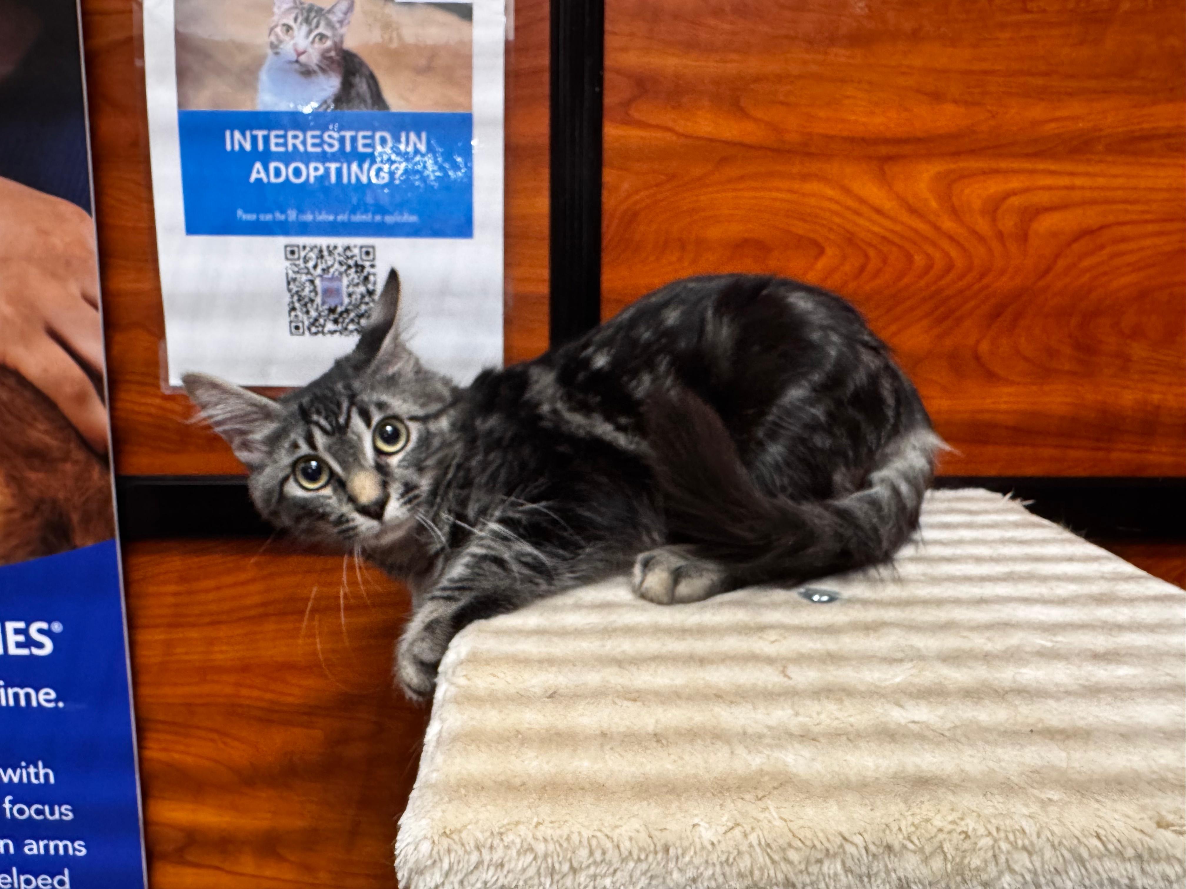 Beatle, a Adopted Domestic Medium Hair in Tucson, AZ image 4/4