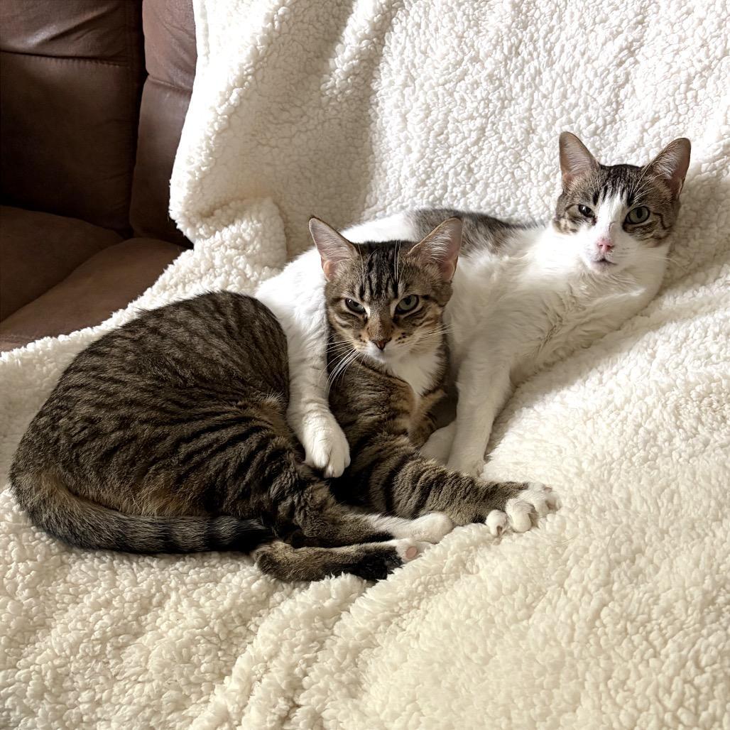 Enlarge Josephine (Bonded w/ Emma), a Adoptable mixed breed in Syracuse, NY image 5/6