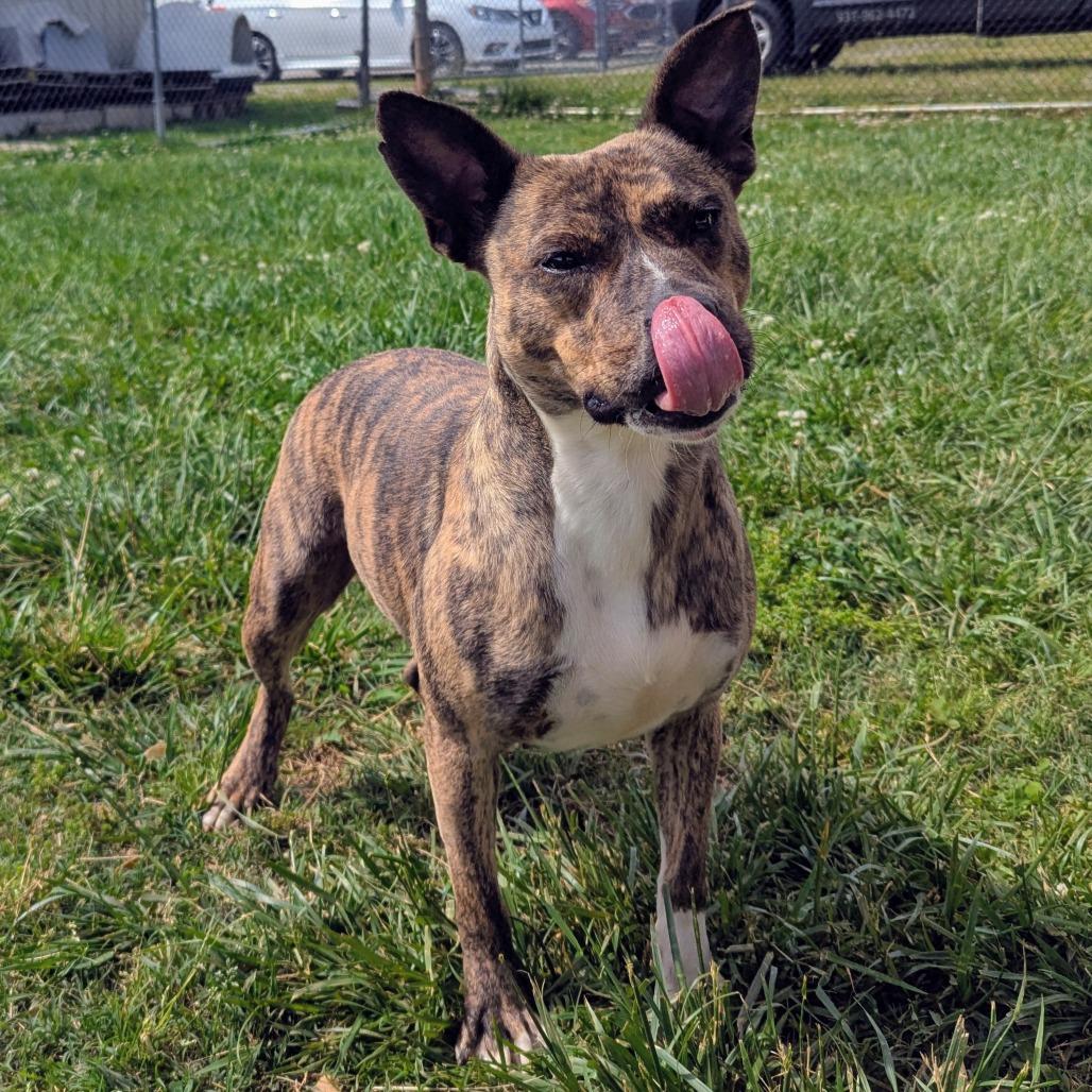 Maine, Adoptable, Adult Female Mixed Breed.