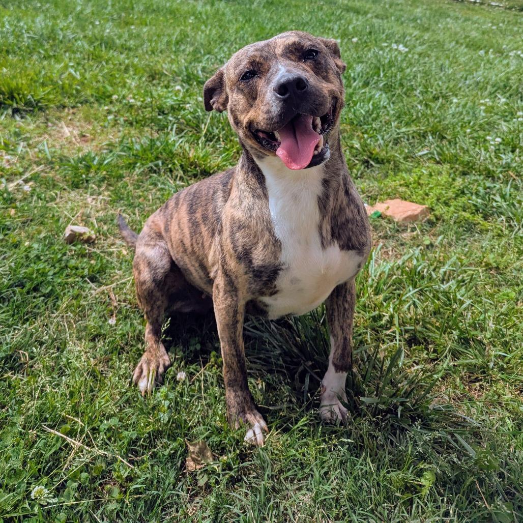 Enlarge Maine, a Adoptable Mixed Breed in Winchester, TN image 2/5