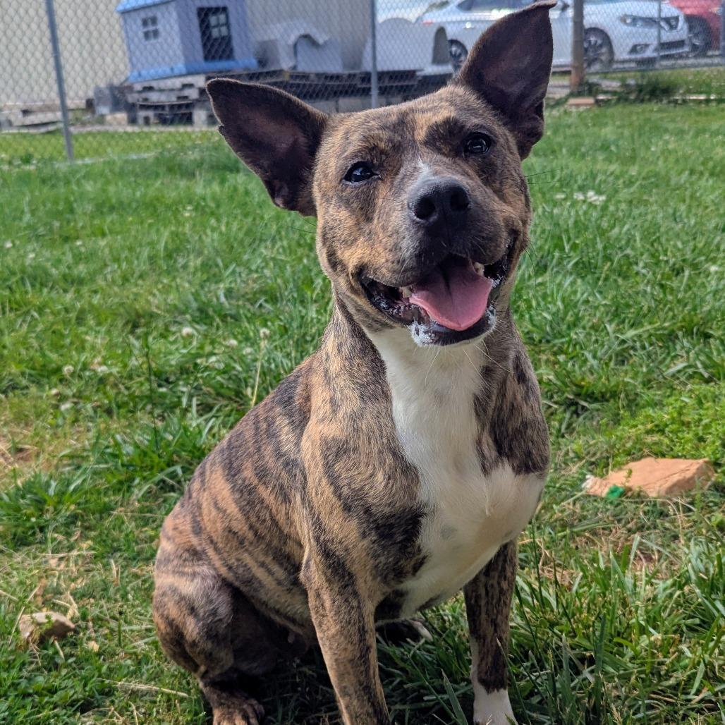 Enlarge Maine, a Adoptable Mixed Breed in Winchester, TN image 3/5
