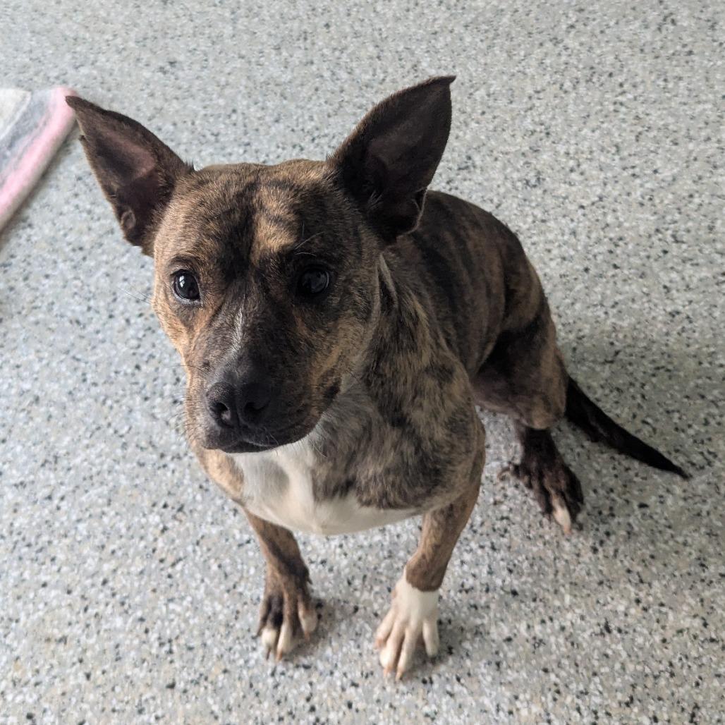 Enlarge Maine, a Adoptable Mixed Breed in Winchester, TN image 4/5