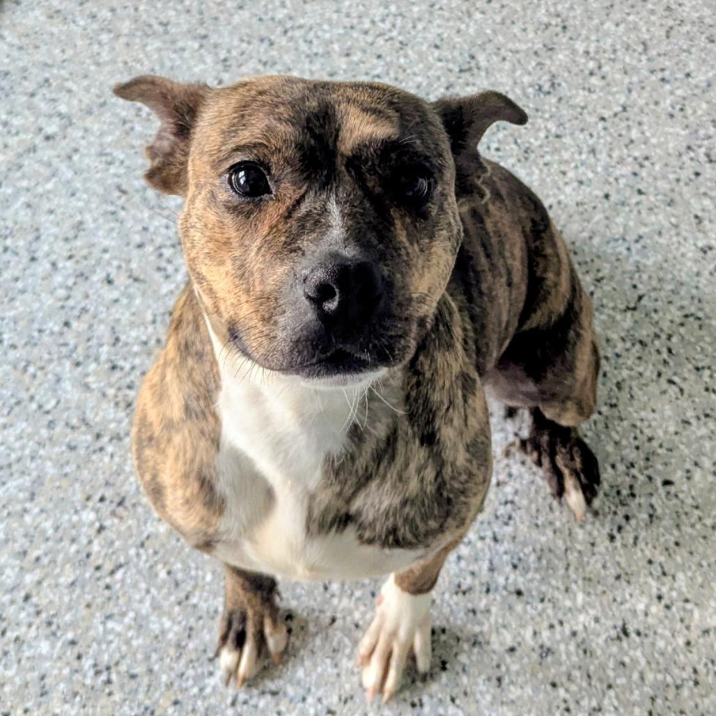 Enlarge Maine, a Adoptable Mixed Breed in Winchester, TN image 5/5