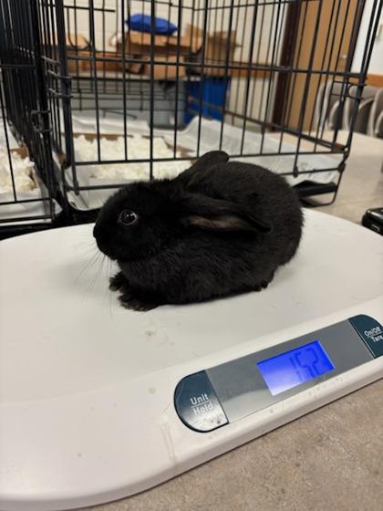 Meadow, Adoptable, Baby Male Bunny Rabbit & Bunny Rabbit.