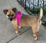 DORY, a Adoptable Puggle in Claremore, OK image 1/2