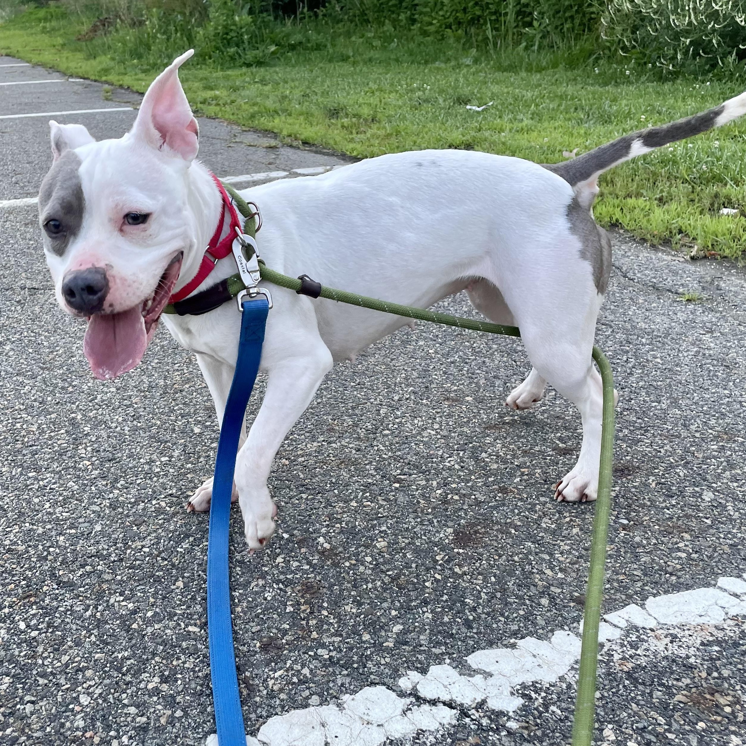 Lily, a ADOPTABLE mixed breed in West Milford, NJ image 4/5
