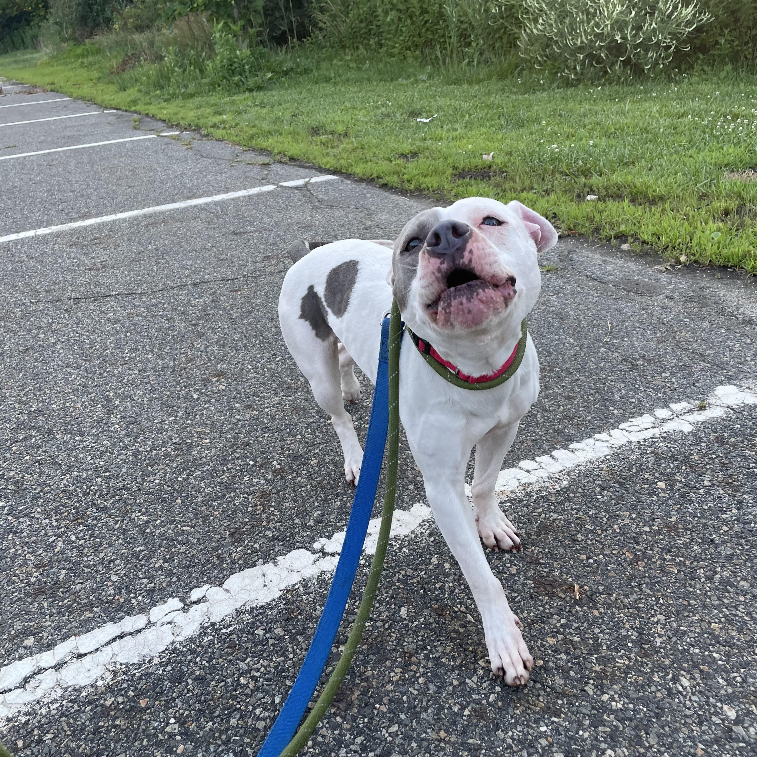 Lily, a ADOPTABLE mixed breed in West Milford, NJ image 3/5