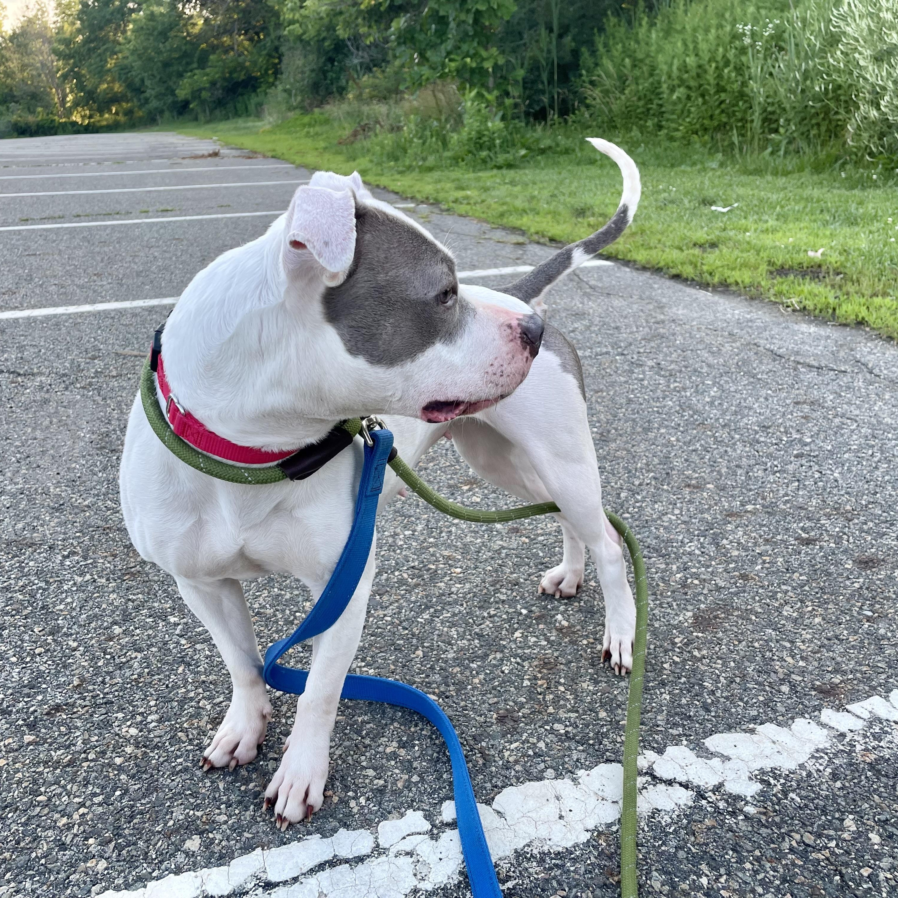 Lily, ADOPTABLE, Young Female American Bully.