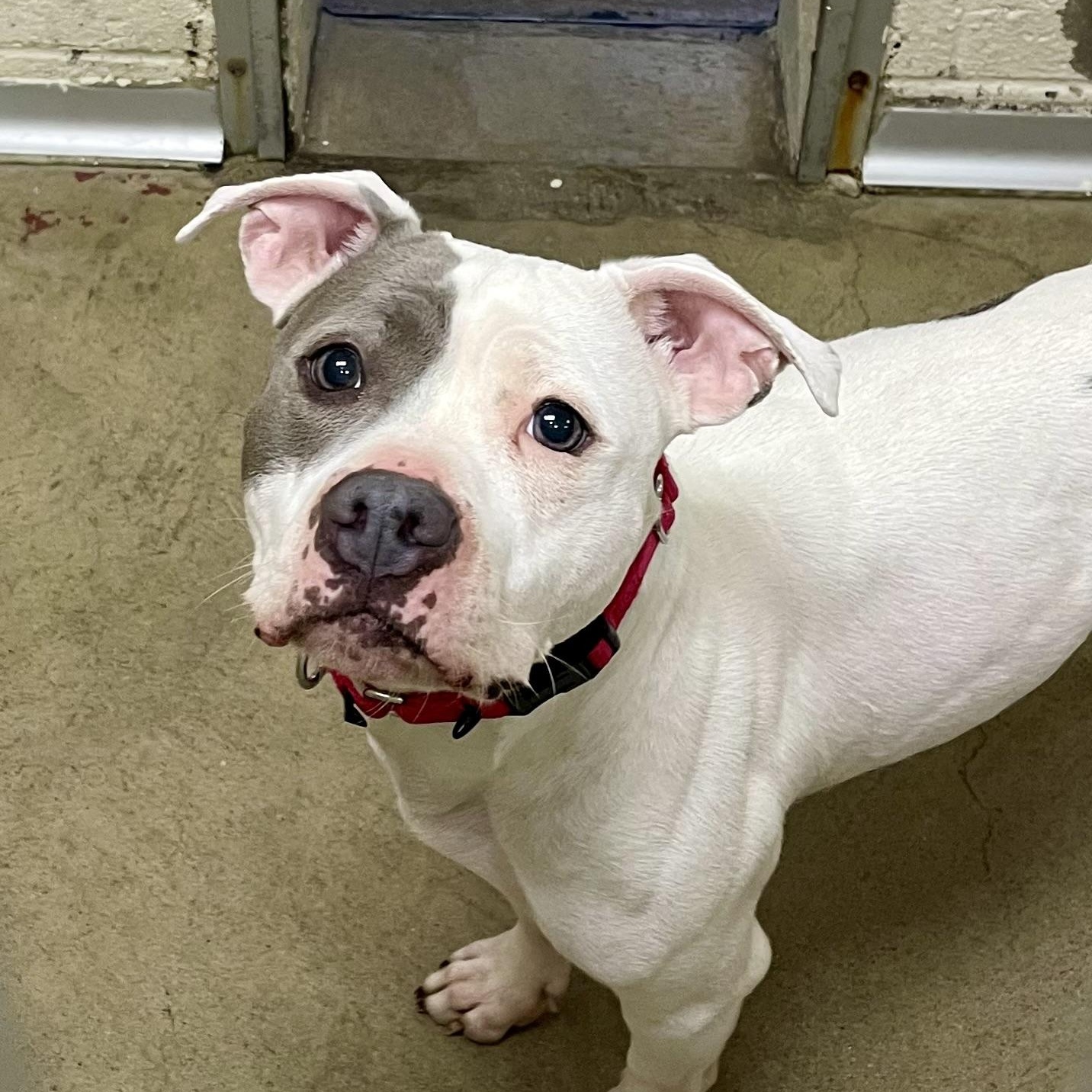 Lily, ADOPTABLE, Young Female American Bully.