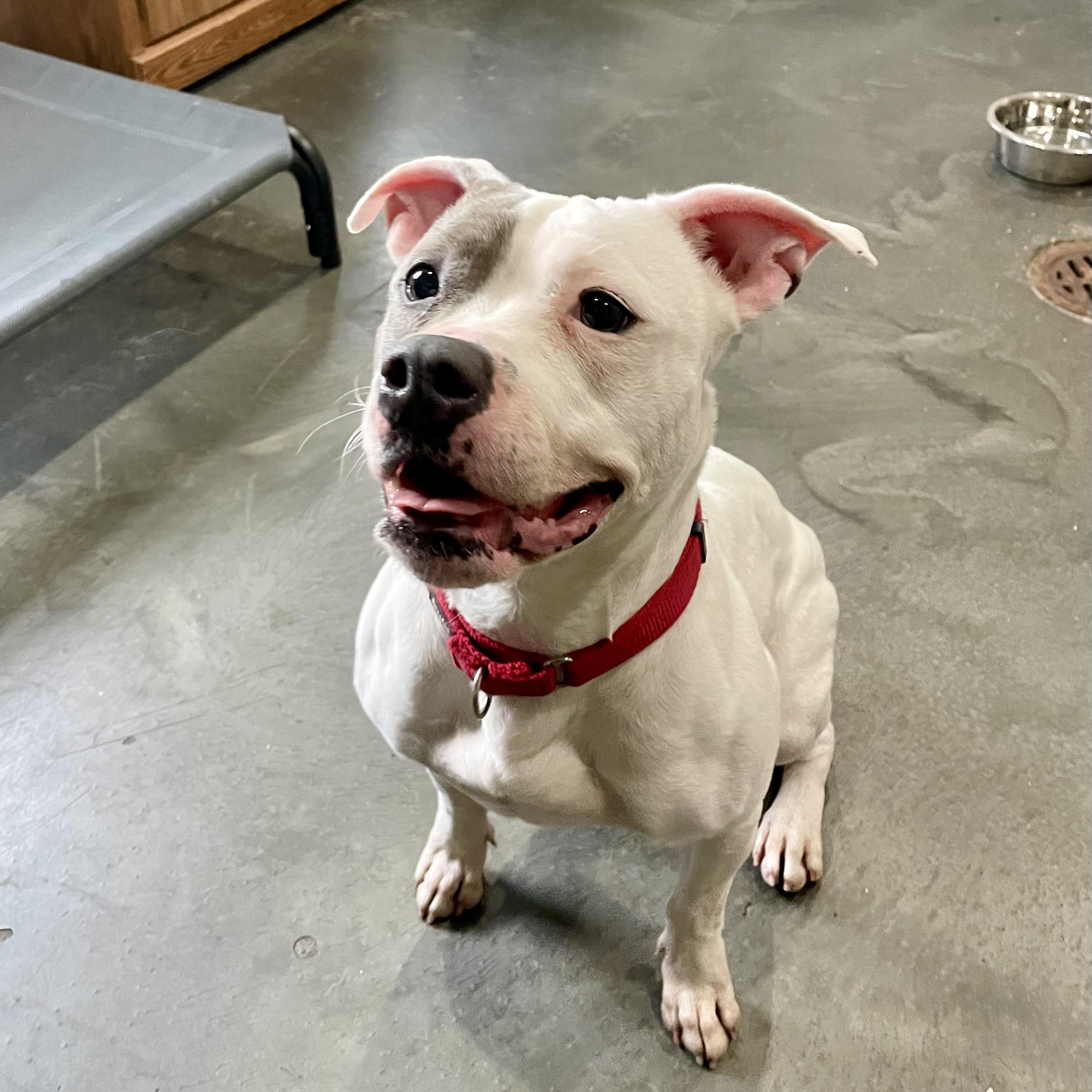 Enlarge Lily, a ADOPTABLE mixed breed in West Milford, NJ image 3/6