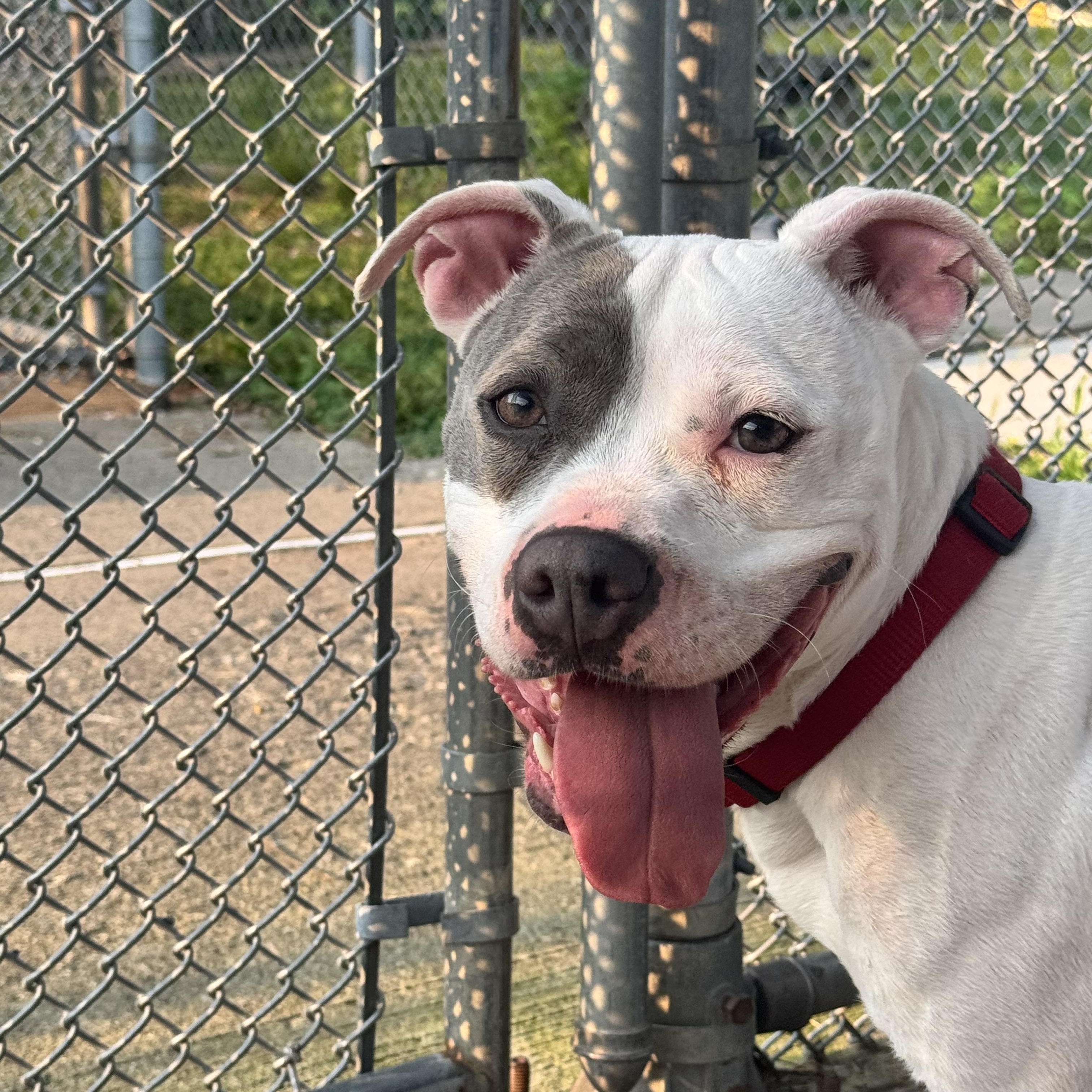 Enlarge Lily, a ADOPTABLE mixed breed in West Milford, NJ image 5/6