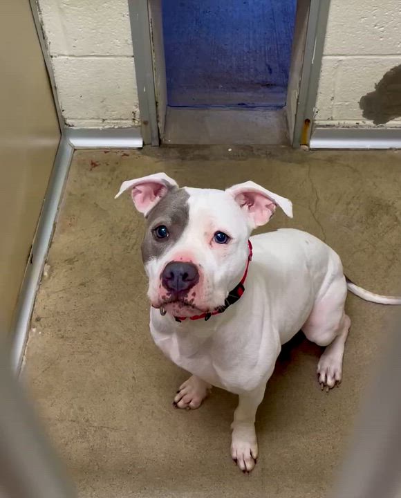 Enlarge Lily, a ADOPTABLE mixed breed in West Milford, NJ video 5/5