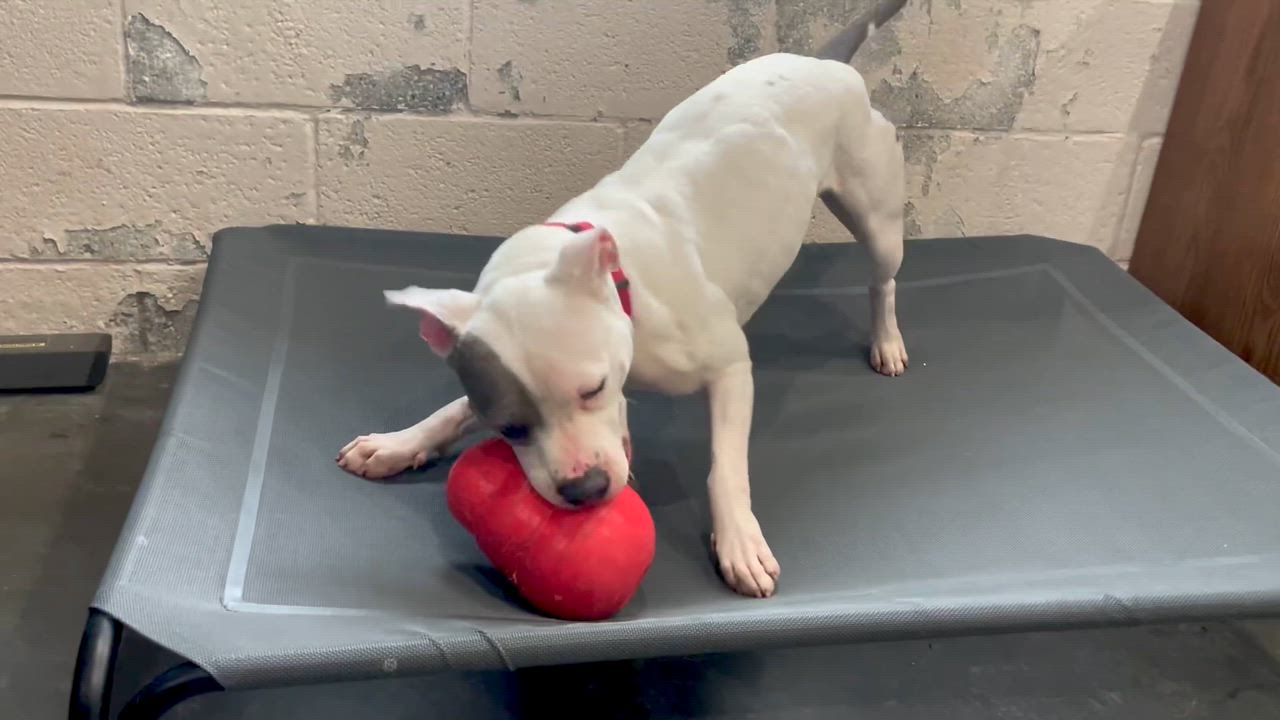 Enlarge Lily, a ADOPTABLE mixed breed in West Milford, NJ video 6/6