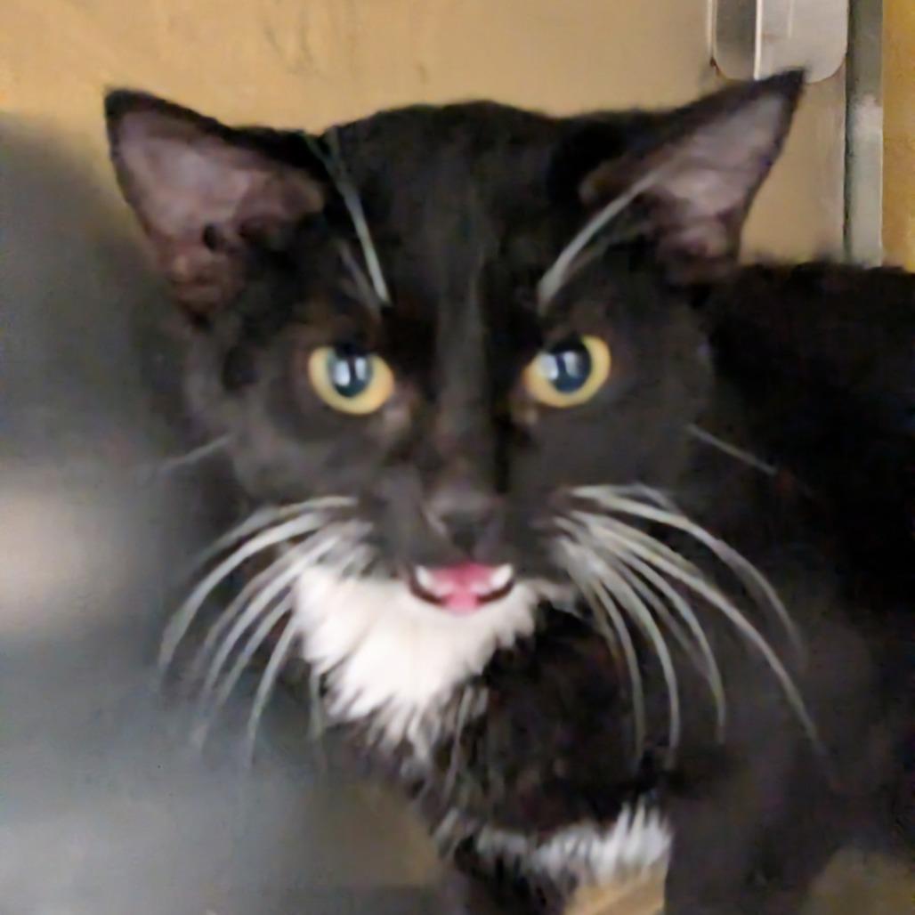 Stars, Adoptable, Kitten Female Domestic Short Hair.