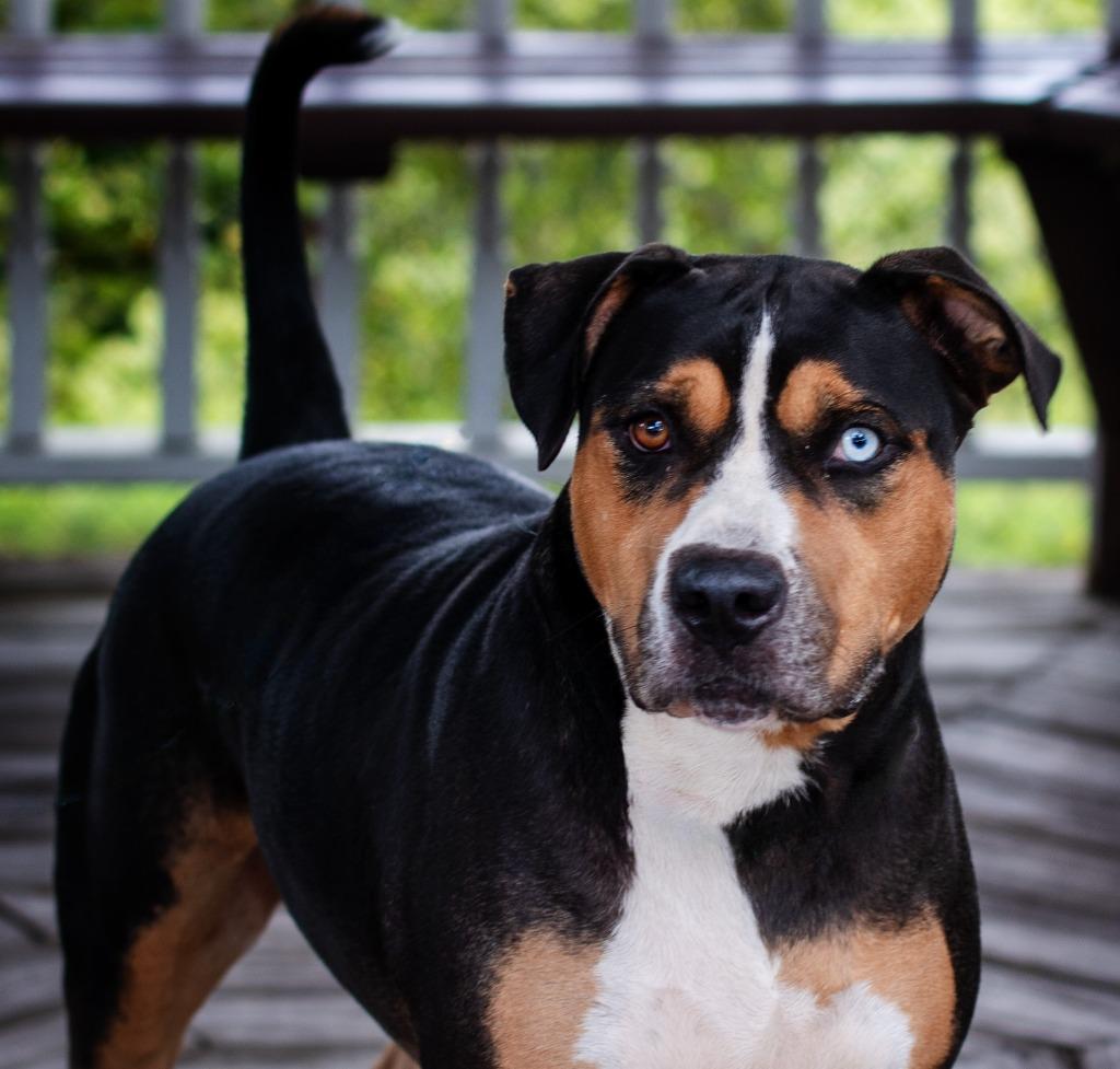 Enlarge Hoku, a Adoptable Mixed Breed in Ocala, FL image 1/4
