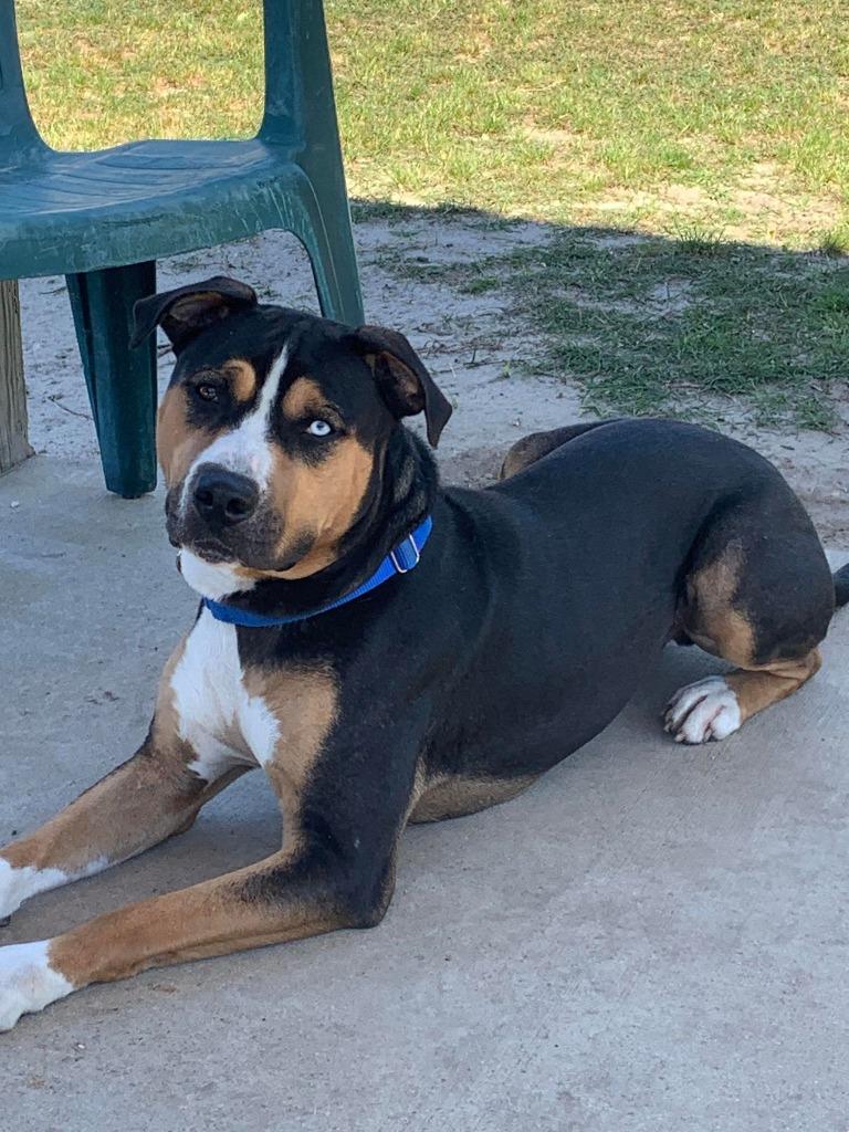 Enlarge Hoku, a Adoptable Mixed Breed in Ocala, FL image 2/4
