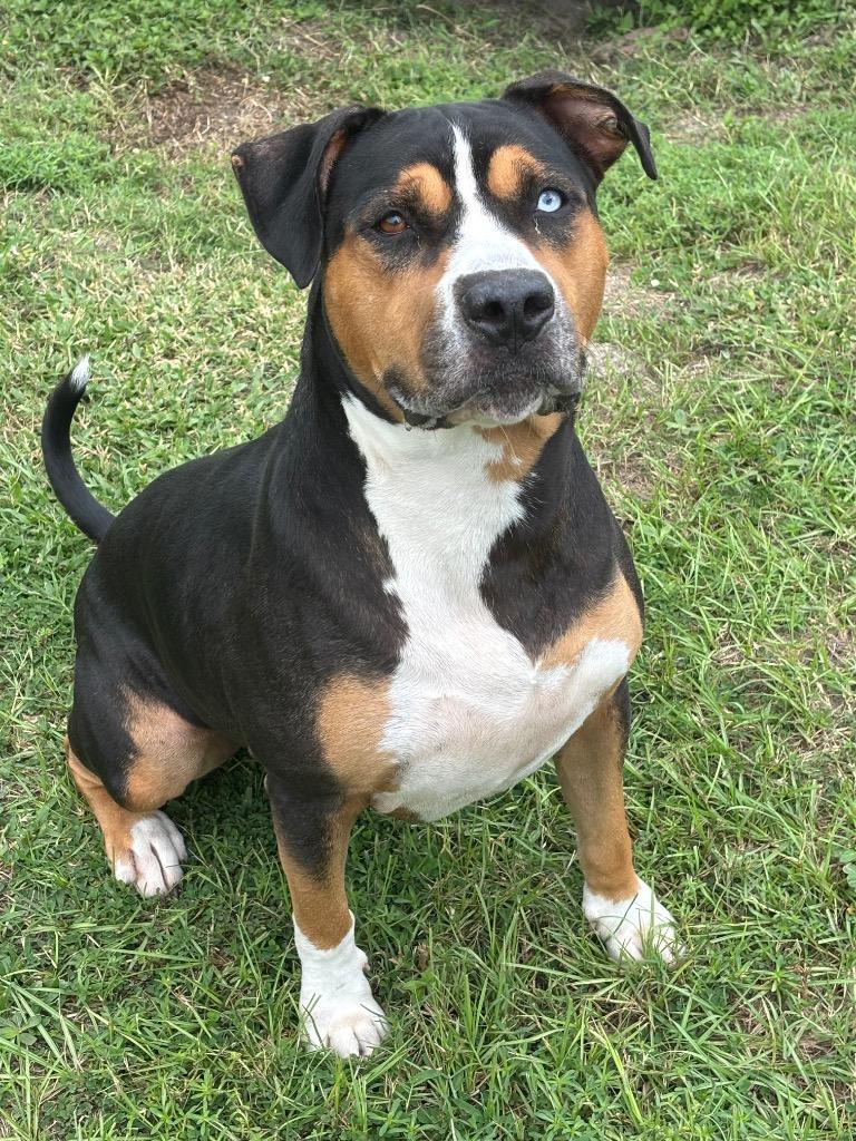 Enlarge Hoku, a Adoptable Mixed Breed in Ocala, FL image 3/4