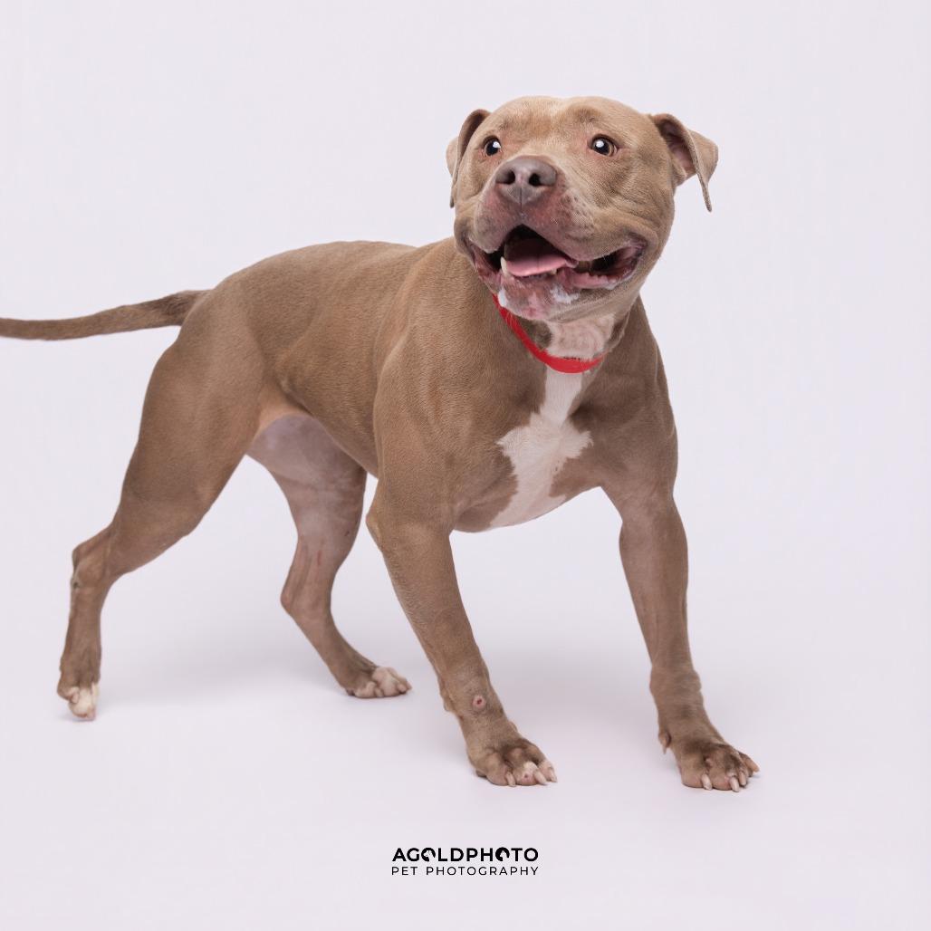 Carly, a Adoptable mixed breed in Tampa, FL image 1/3