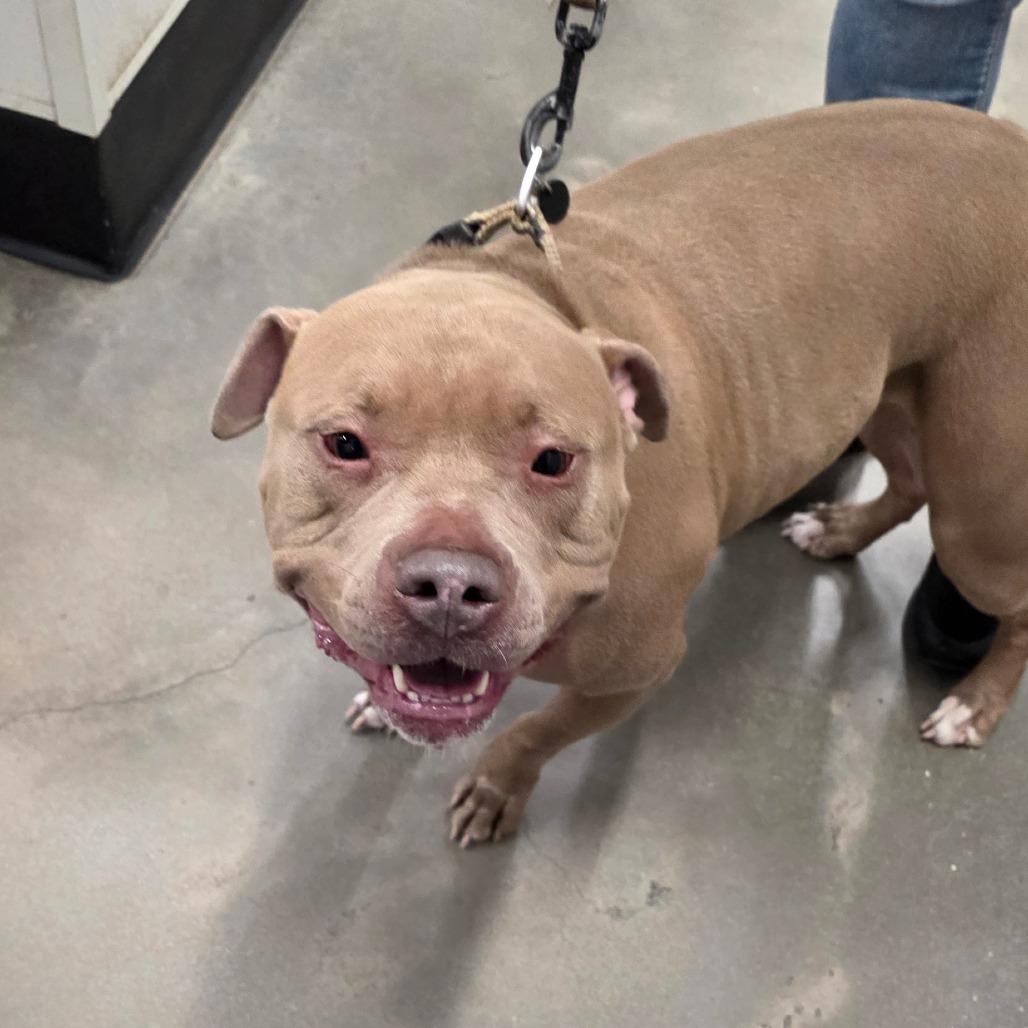 Carly, a Adoptable mixed breed in Tampa, FL image 2/3