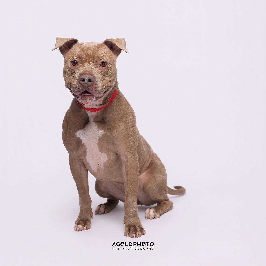 Carly, a Adoptable mixed breed in Tampa, FL image 3/3