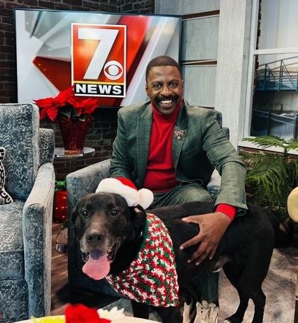 Dusty $85 Fostered, Adoptable, Senior Male Labrador Retriever & Mixed Breed.