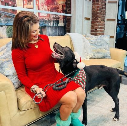 Enlarge Dusty $85, a Adoptable mixed breed in Seneca, SC image 2/3