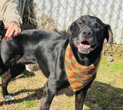 Enlarge Dusty $85, a Adoptable mixed breed in Seneca, SC image 3/3