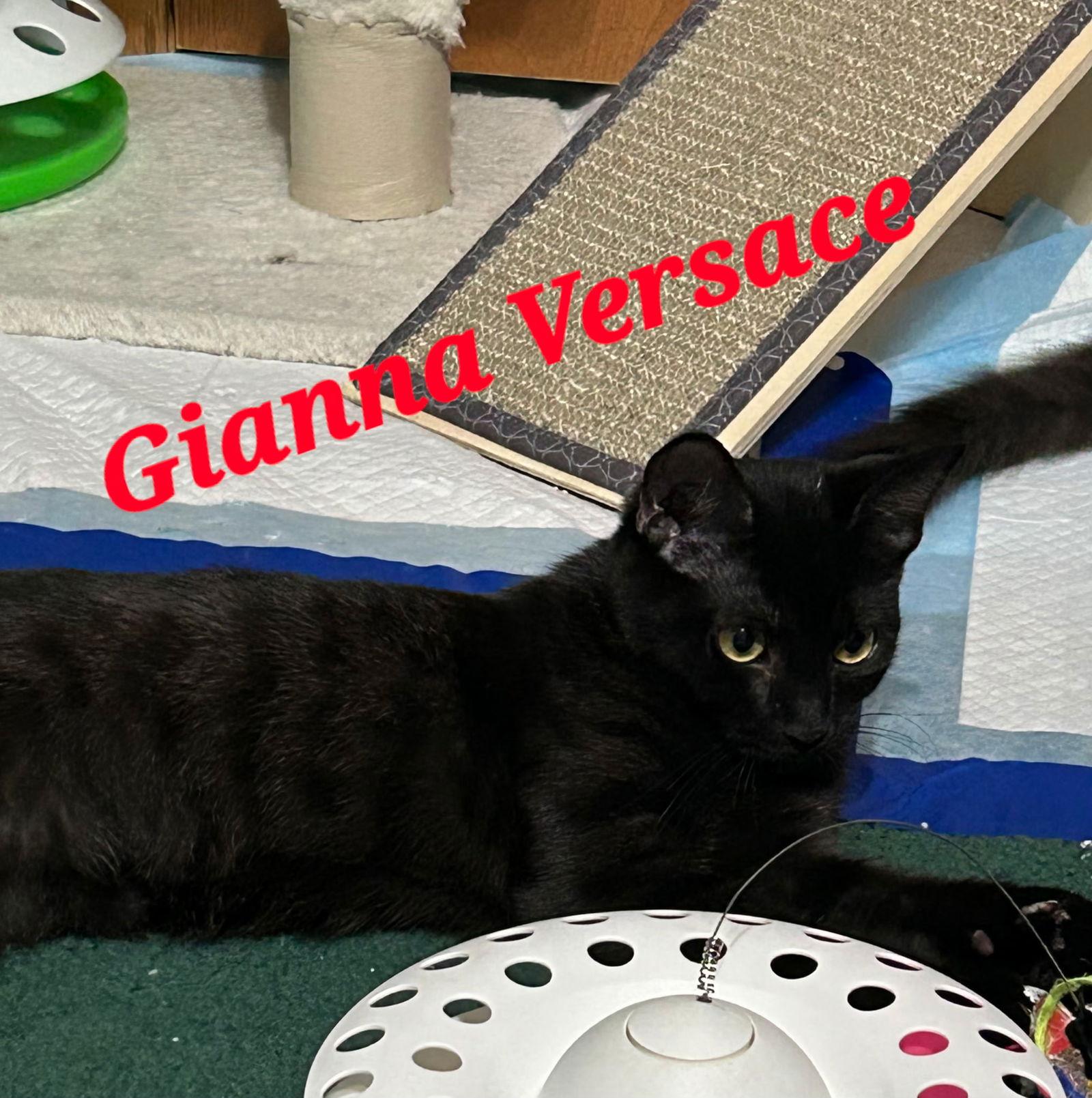 Gianna Versace, Adoptable, Young Female Domestic Short Hair.