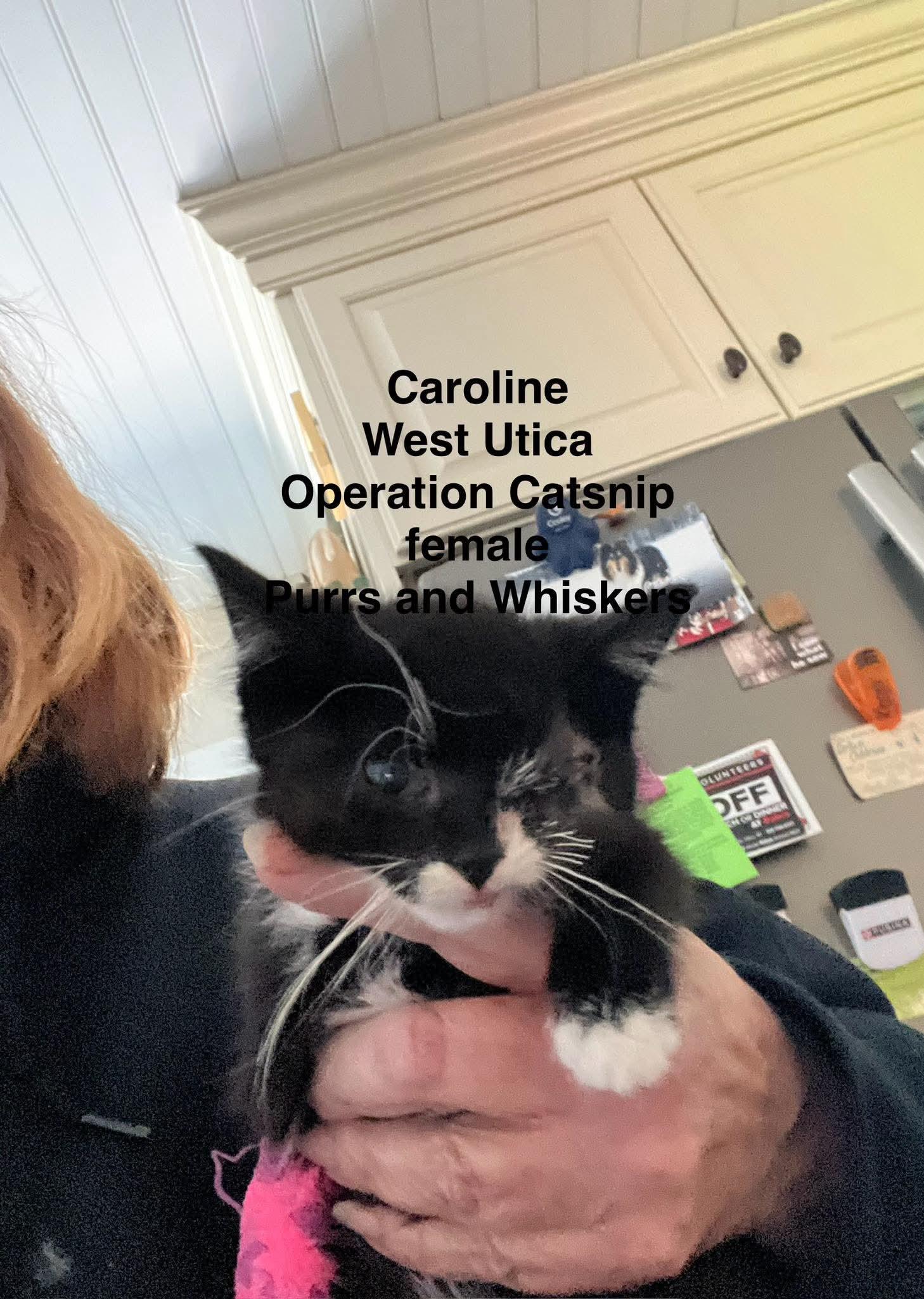 Caroline, an adopted Domestic Short Hair in New Hartford, NY image 2/2