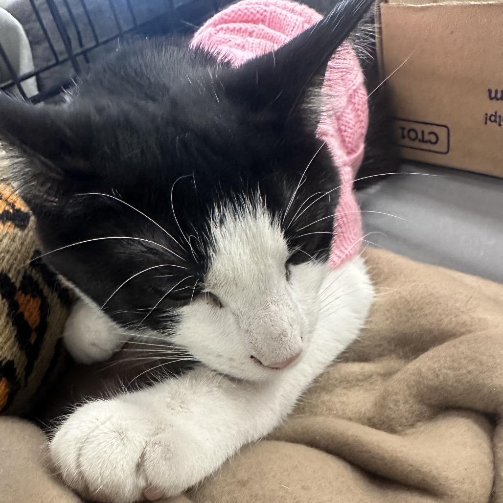 Enlarge Lorkan, a Adoptable Domestic Short Hair in Greenfield, IN image 1/4