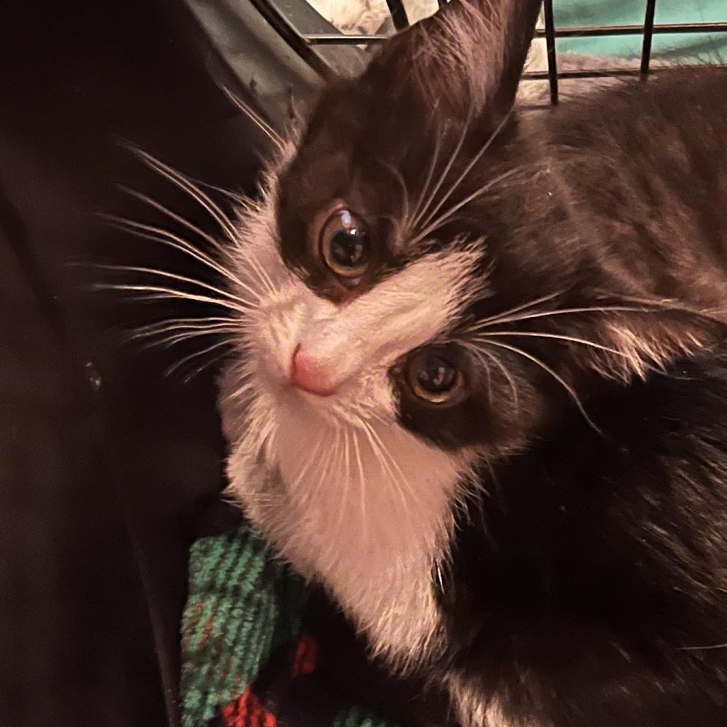 Enlarge Lorkan, a Adoptable Domestic Short Hair in Greenfield, IN image 2/4