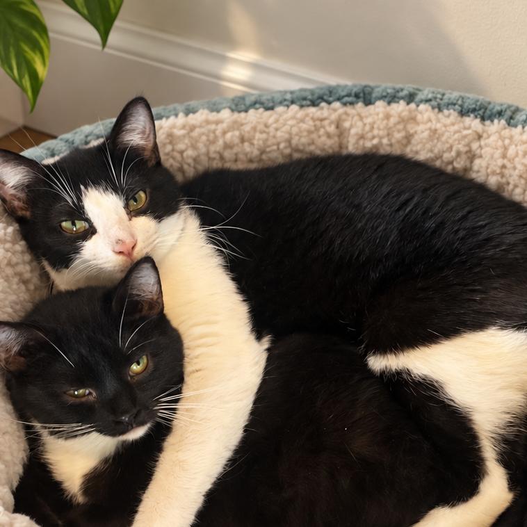 Enlarge Lorkan, a Adoptable Domestic Short Hair in Greenfield, IN image 4/4