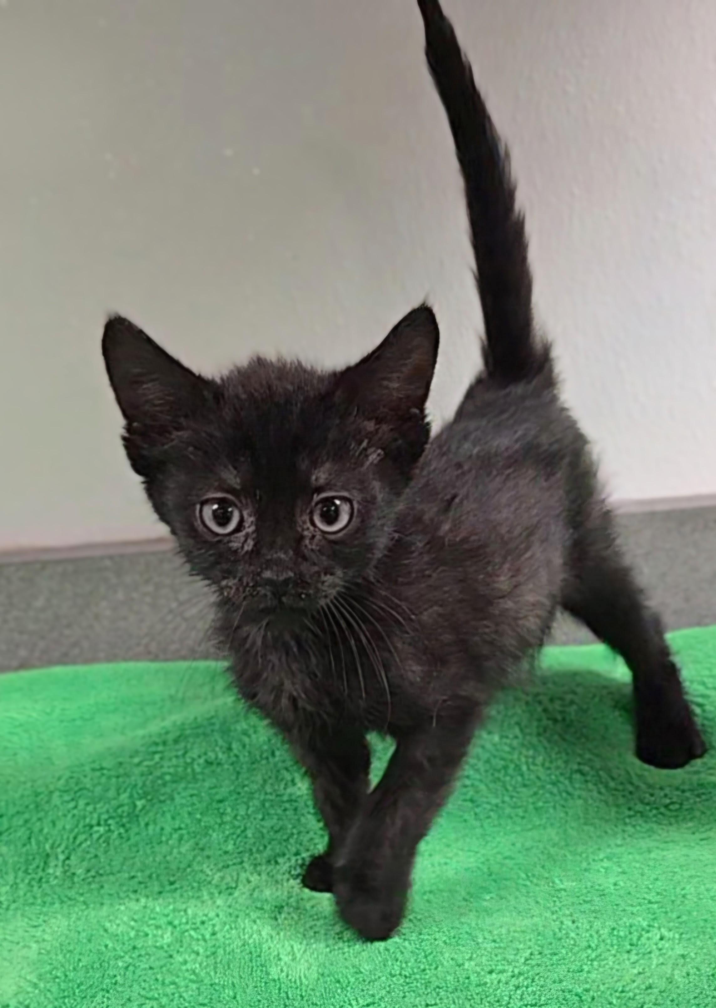 Enlarge Hershey, a Adoptable Domestic Short Hair in Mount Carmel, IL image 2/3