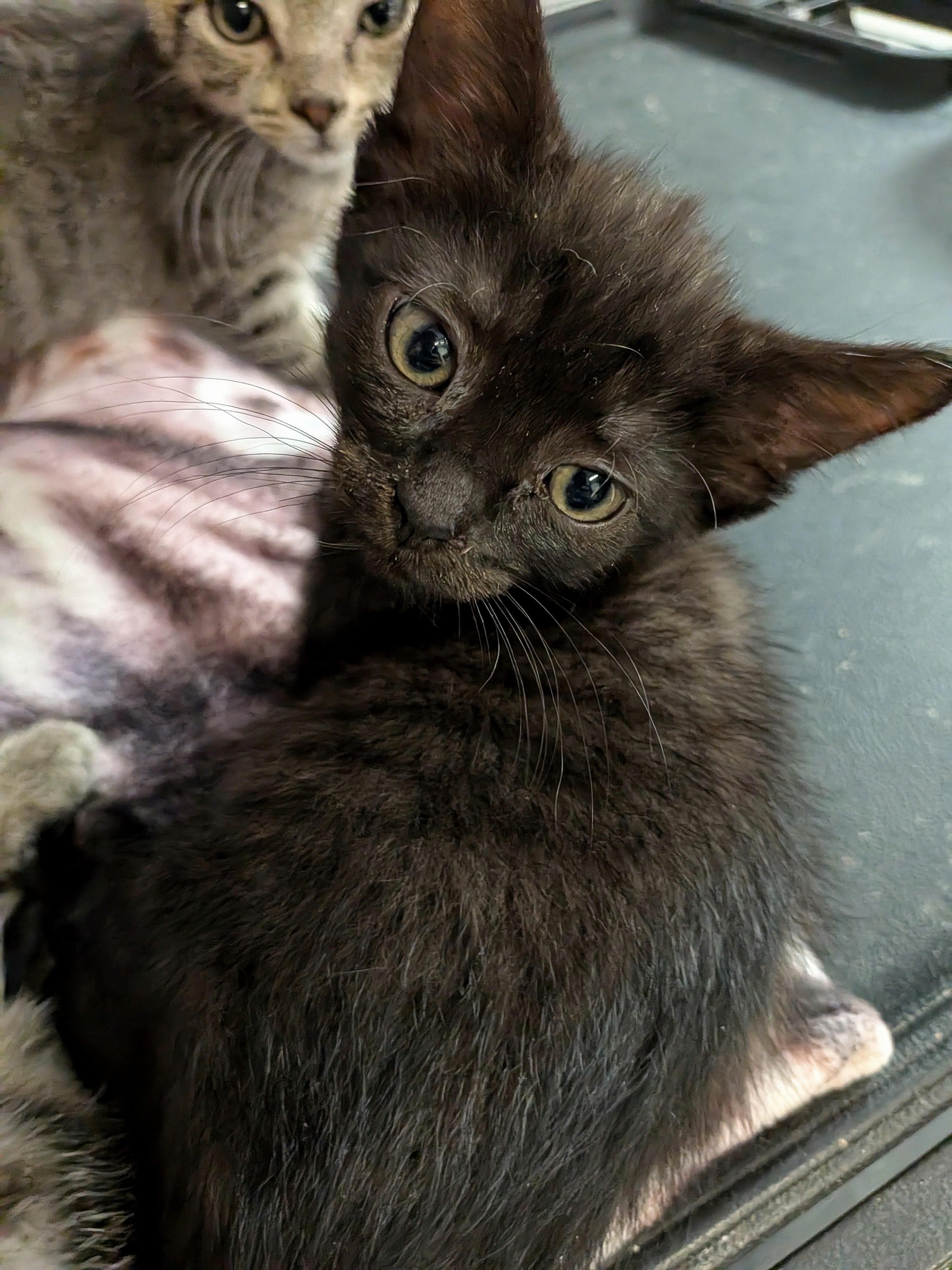 Hershey, Adoptable, Kitten Female Domestic Short Hair.